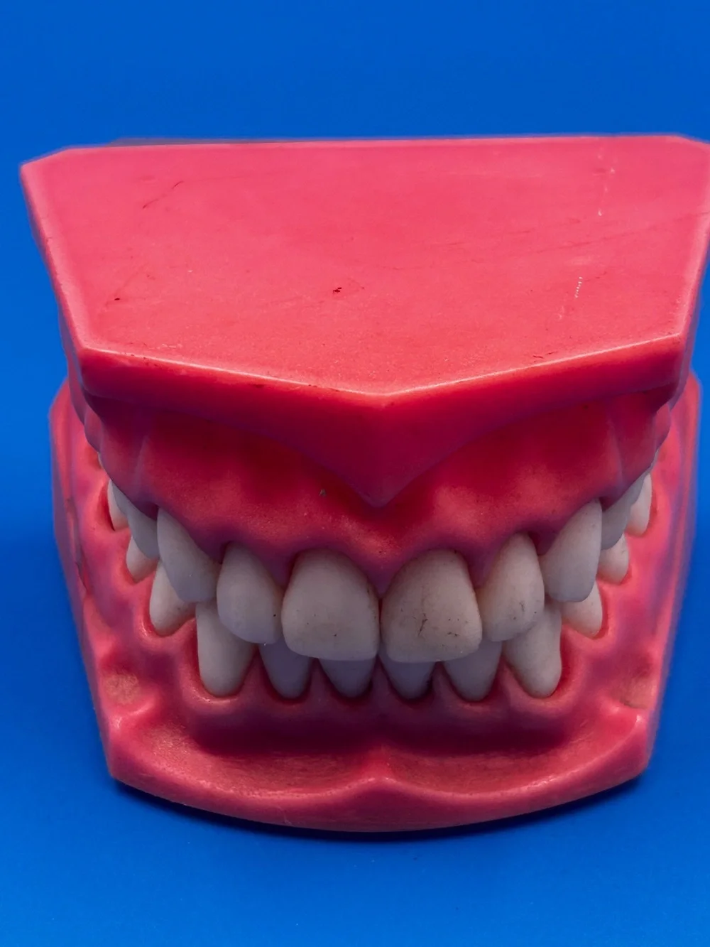 Vintage Dental Teaching Model - Coral Pink Educational Teeth Display
